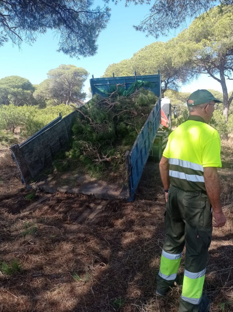 Ayuntamiento de Chipiona y Junta de Andalucía actúan conjuntamente contra la plaga del Tomicus en el pinar