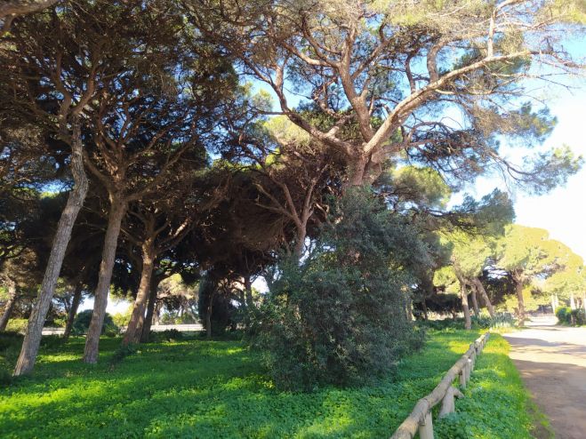 La Junta de Andalucía retira cerramientos antiguos del Pinar de Chipiona correspondiente a una ocupación temporal de monte público