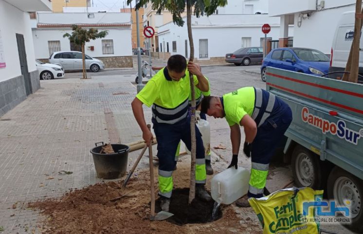 La Delegación de Parques y Jardines inicia la replantación de marras arbóreas en la localidad con una inversión de 65.250 euros