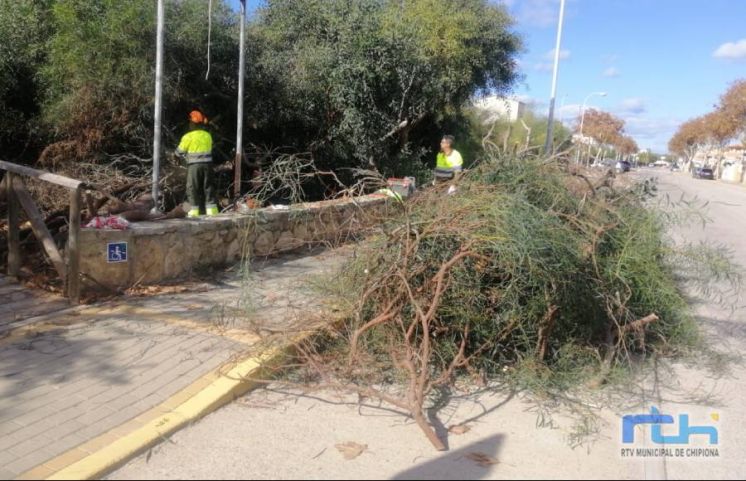 La Junta autoriza al Ayuntamiento de Chipiona a seguir quitando las acacias invasoras del talud y el canal de La Laguna