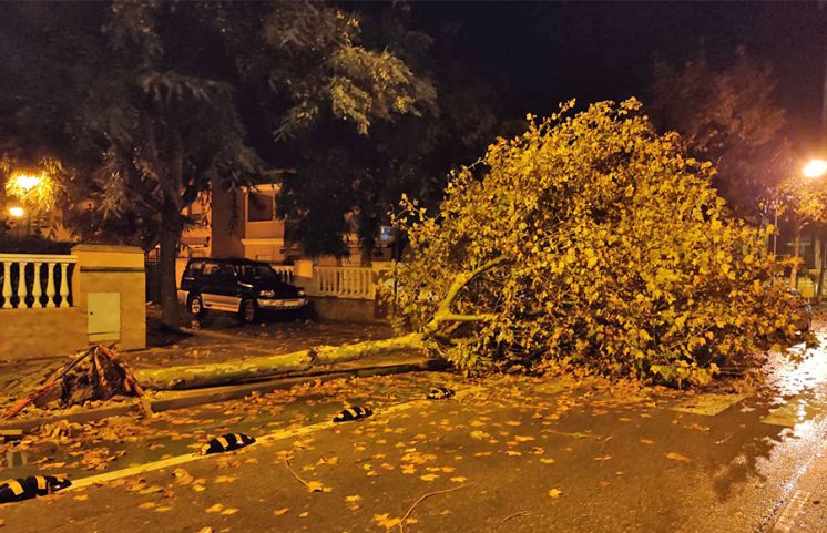 Las fuertes rachas de viento de la tormenta de ayer provocaron desprendimientos de ramas y la caída de una palmera en Chipiona