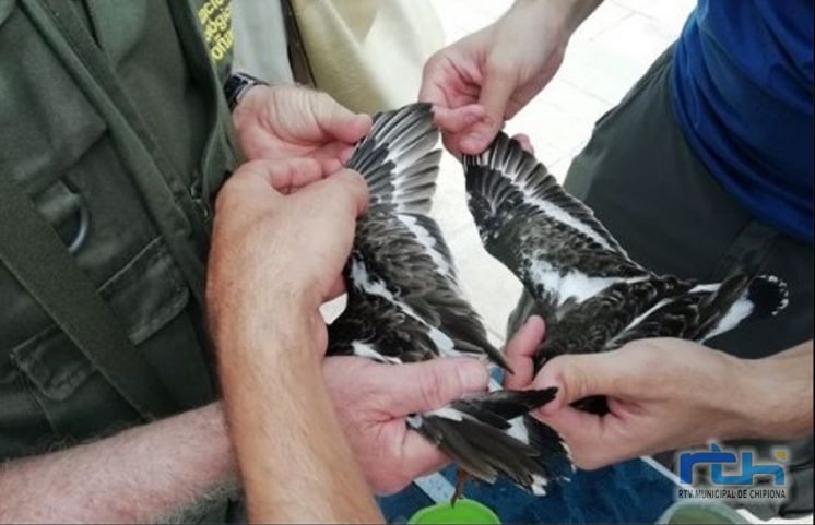 La Sociedad Gaditana de Historia Natural anillará este fin de semana aves de la colonia de vencejos moros de la lonja de Chipiona