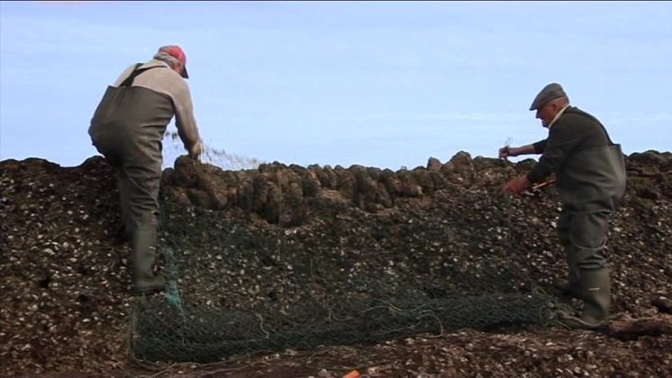 El Ayuntamiento de Chipiona pedirá a la Junta la concesión del dominio público en el exterior de los corrales