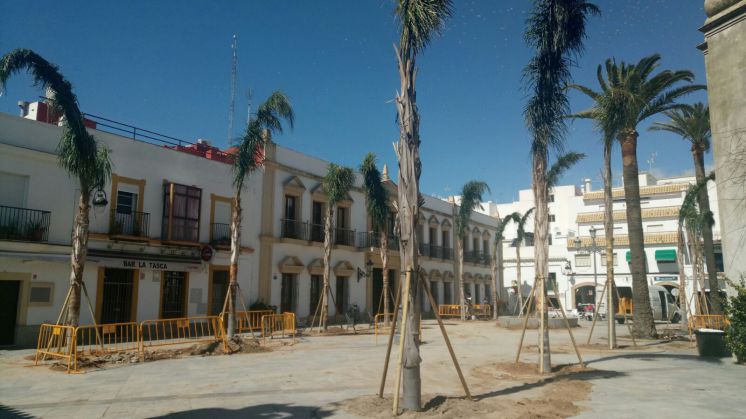 Finaliza la plantación de quince cocos plumosos en la Plaza Juan Carlos I