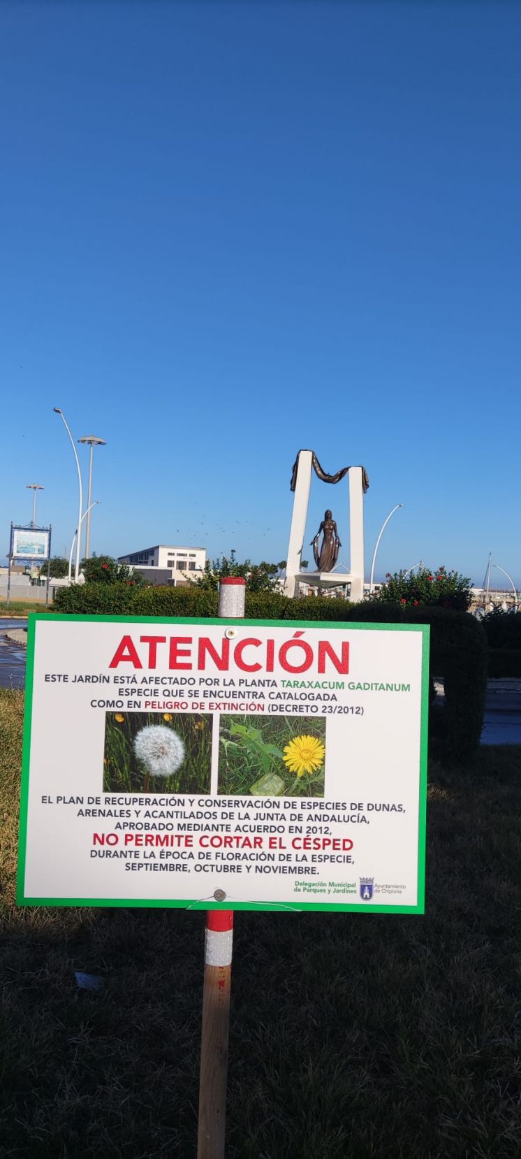 Parques y Jardines instala carteles para informar de que la  protección del Taraxacum Gaditanum impide cortar el césped en varias zonas ajardinadas