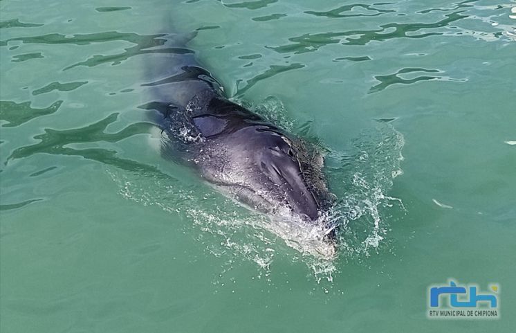 El CANS aclara que el pez que apareció en Puerto Chipiona no era un delfín sino un ballenato