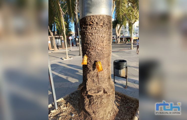 Tercera aplicación de endoterapia contra la plaga del picudo rojo en las palmeras de espacios y vías públicas de Chipiona