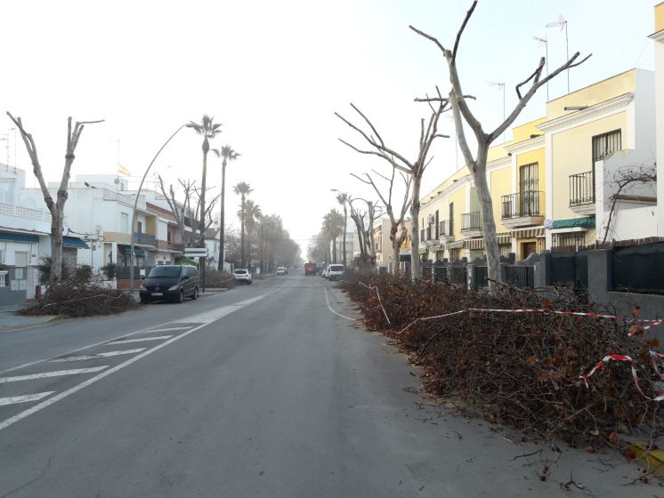 El plan de poda que ejecuta Parques y Jardines se refuerza en la  avenida de Sevilla con motivo de la Cabalgata de Carnaval