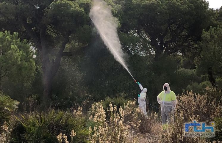 La Delegación de Medio Ambiente inicia trabajos de fumigación en el pinar de Chipiona para combatir la plaga de Bastófago o Tomicus que afecta a los pinos