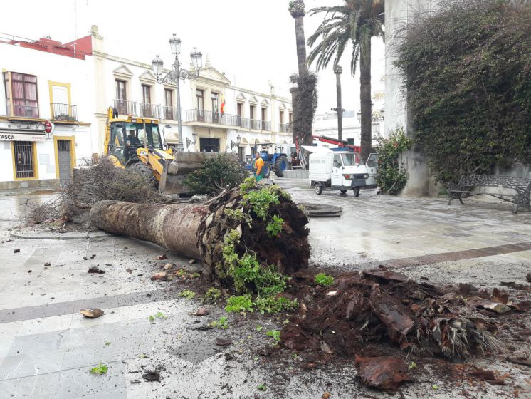 Parques y Jardines elimina los restos de las palmeras afectadas por el  picudo rojo para plantar cocos plumosos en Juan Carlos I