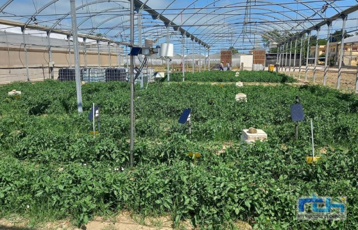 El Ifapa instala un sistema de telegestión de cultivos para poder aplicar IA que optimice el riego y la fertilización nitrogenada